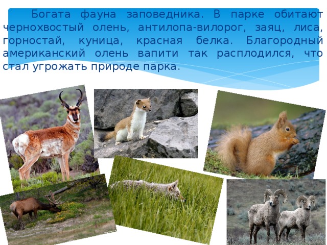  Богата фауна заповедника. В парке обитают чернохвостый олень, антилопа-вилорог, заяц, лиса, горностай, куница, красная белка. Благородный американский олень вапити так расплодился, что стал угрожать природе парка. 