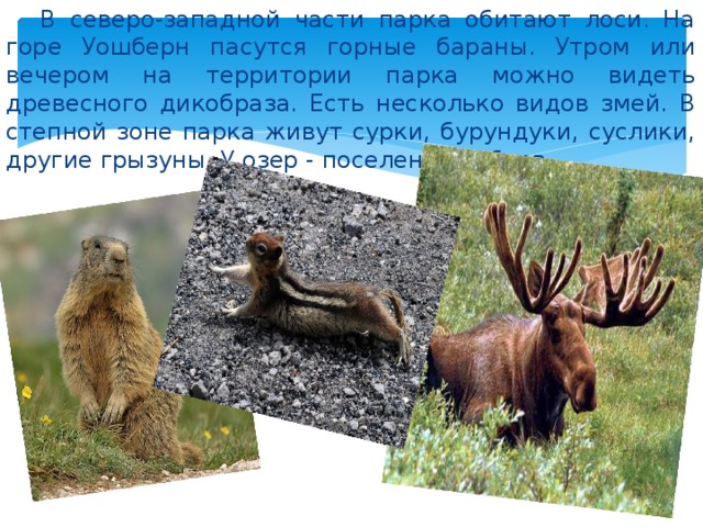  В северо-западной части парка обитают лоси. На горе Уошберн пасутся горные бараны. Утром или вечером на территории парка можно видеть древесного дикобраза. Есть несколько видов змей. В степной зоне парка живут сурки, бурундуки, суслики, другие грызуны. У озер - поселения бобров. 
