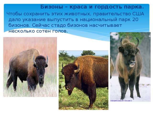  Бизоны – краса и гордость парка.  Чтобы сохранить этих животных, правительство США дало указание выпустить в национальный парк 20 бизонов. Сейчас стадо бизонов насчитывает несколько сотен голов. 