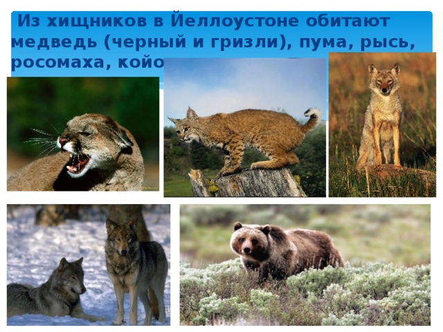  Из хищников в Йеллоустоне обитают медведь (черный и гризли), пума, рысь, росомаха, койот, волк. 