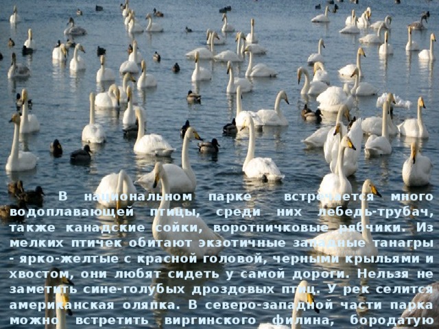  В национальном парке встречается много водоплавающей птицы, среди них лебедь-трубач, также канадские сойки, воротничковые рябчики. Из мелких птичек обитают экзотичные западные танагры - ярко-желтые с красной головой, черными крыльями и хвостом, они любят сидеть у самой дороги. Нельзя не заметить сине-голубых дроздовых птиц. У рек селится американская оляпка. В северо-западной части парка можно встретить виргинского филина, бородатую неясыть и карликового сычика. 