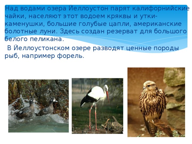  Над водами озера Йеллоустон парят калифорнийские чайки, населяют этот водоем кряквы и утки-каменушки, большие голубые цапли, американские болотные луни. Здесь создан резерват для большого белого пеликана.  В Йеллоустонском озере разводят ценные породы рыб, например форель. 