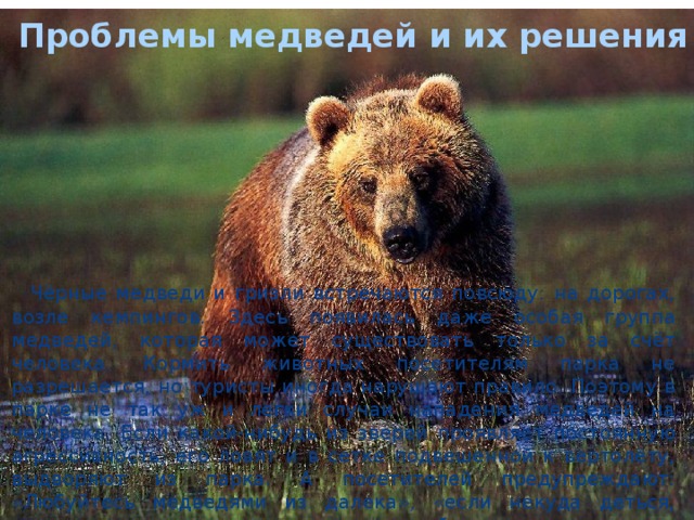 Проблемы медведей и их решения  Чёрные медведи и гризли встречаются повсюду: на дорогах, возле кемпингов. Здесь появилась даже особая группа медведей, которая может существовать только за счёт человека. Кормить животных посетителям парка не разрешается, но туристы иногда нарушают правило. Поэтому в парке не так уж и легки случаи нападения медведей на человека. Если какой-нибудь из зверей проявляет постоянную агрессивность, его ловят и в сетке подвешенной к вертолёту, выдворяют из парка. А посетителей предупреждают: «Любуйтесь медведями из далека», «если некуда деться, лезьте на дерево», «не кормите медведей». 