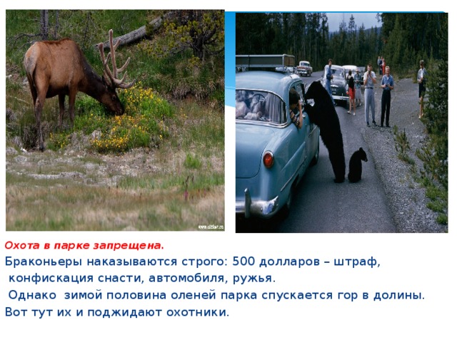 Охота в парке запрещена. Браконьеры наказываются строго: 500 долларов – штраф,  конфискация снасти, автомобиля, ружья.  Однако зимой половина оленей парка спускается гор в долины. Вот тут их и поджидают охотники. 