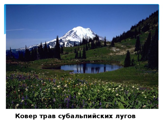  Ковер трав субальпийских лугов 