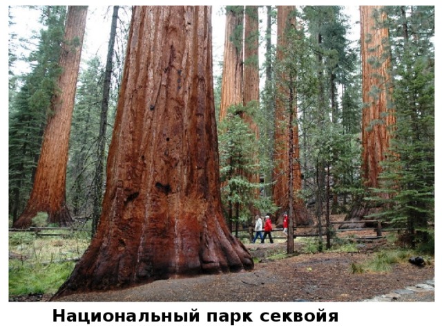  Национальный парк секвойя 