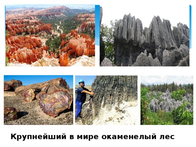  Крупнейший в мире окаменелый лес 