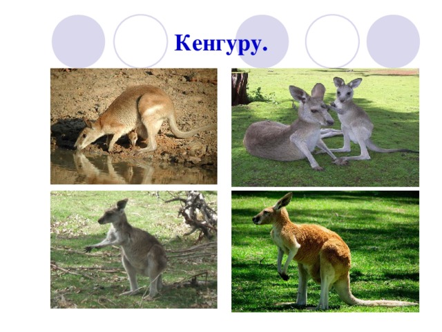 Кенгуру. 