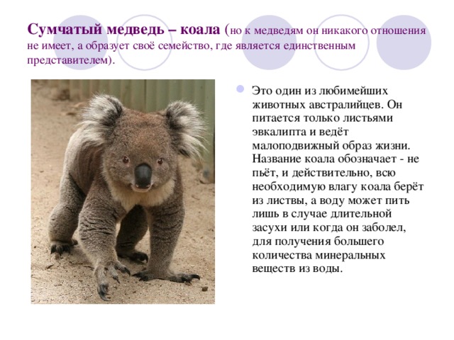 Сумчатый медведь – коала ( но к медведям он никакого отношения не имеет, а образует своё семейство, где является единственным представителем). Это один из любимейших животных австралийцев. Он питается только листьями эвкалипта и ведёт малоподвижный образ жизни. Название коала обозначает - не пьёт, и действительно, всю необходимую влагу коала берёт из листвы, а воду может пить лишь в случае длительной засухи или когда он заболел, для получения большего количества минеральных веществ из воды. 