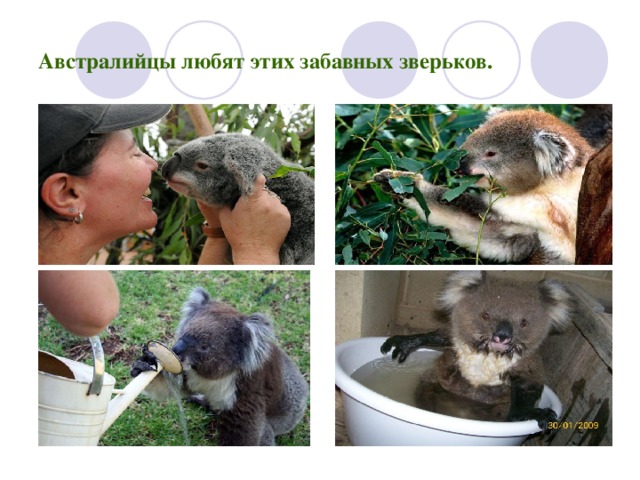 Австралийцы любят этих забавных зверьков. 