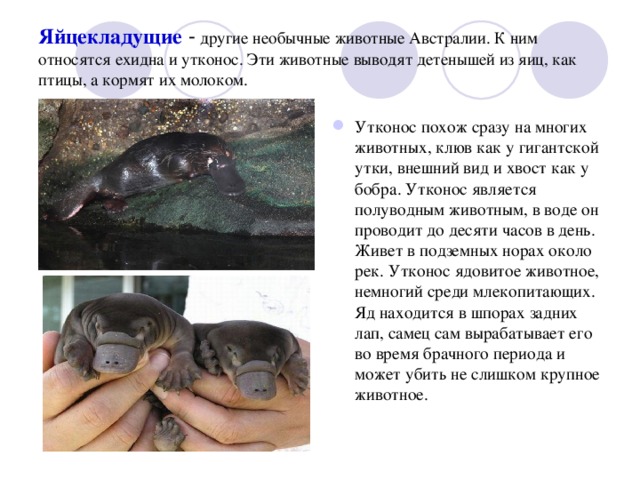 Яйцекладущие -  другие необычные животные Австралии. К ним относятся ехидна и утконос. Эти животные выводят детенышей из яиц, как птицы, а кормят их молоком.   Утконос похож сразу на многих животных, клюв как у гигантской утки, внешний вид и хвост как у бобра. Утконос является полуводным животным, в воде он проводит до десяти часов в день. Живет в подземных норах около рек. Утконос ядовитое животное, немногий среди млекопитающих. Яд находится в шпорах задних лап, самец сам вырабатывает его во время брачного периода и может убить не слишком крупное животное.  