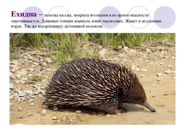 Ехидна – похожа на ежа, покрыта иголками и во время опасности ощетинивается. Длинным тонким язычком ловит насекомых. Живет в подземных норах. Так же вскармливает детенышей молоком. 