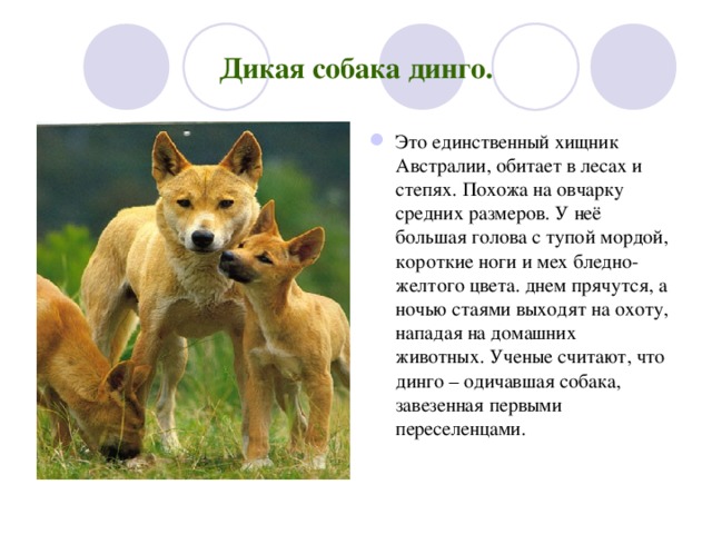 Дикая собака динго. Это единственный хищник Австралии, обитает в лесах и степях. Похожа на овчарку средних размеров. У неё большая голова с тупой мордой, короткие ноги и мех бледно-желтого цвета. днем прячутся, а ночью стаями выходят на охоту, нападая на домашних животных. Ученые считают, что динго – одичавшая собака, завезенная первыми переселенцами. 