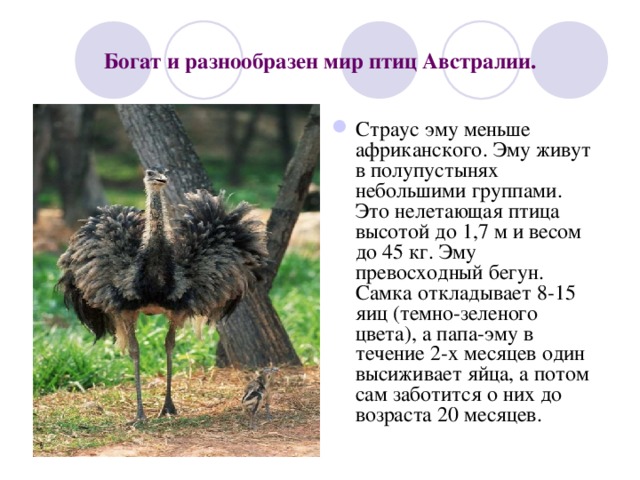 Богат и разнообразен мир птиц Австралии. Страус эму меньше африканского. Эму живут в полупустынях небольшими группами. Это нелетающая птица высотой до 1,7 м и весом до 45 кг. Эму превосходный бегун. Самка откладывает 8-15 яиц (темно-зеленого цвета), а папа-эму в течение 2-х месяцев один высиживает яйца, а потом сам заботится о них до возраста 20 месяцев. 