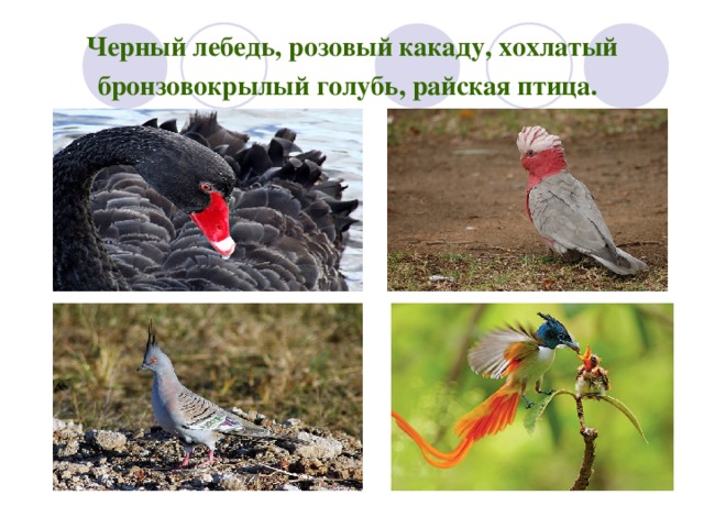 Черный лебедь, розовый какаду, хохлатый бронзовокрылый голубь, райская птица.  