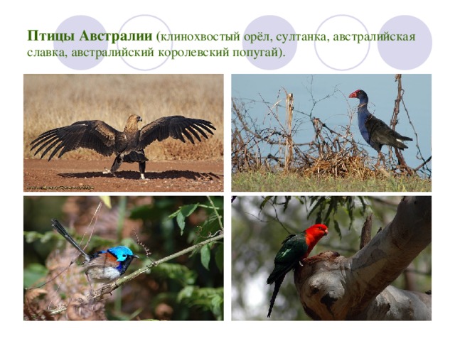 Птицы Австралии ( клинохвостый орёл, султанка, австралийская славка, австралийский королевский попугай). 