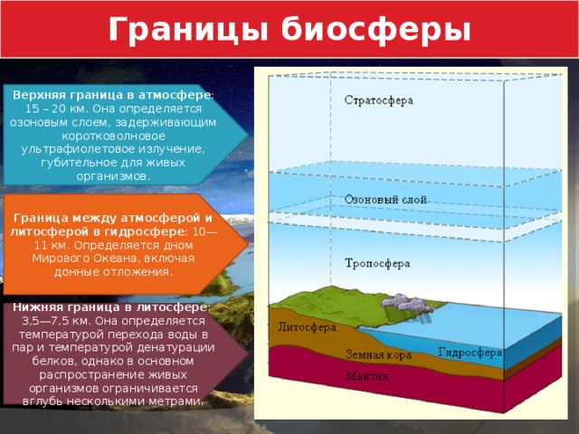 Границы биосферы Верхняя граница в атмосфере : 15 – 20 км. Она определяется озоновым слоем, задерживающим коротковолновое ультрафиолетовое излучение, губительное для живых организмов. Граница между атмосферой и литосферой в гидросфере : 10—11 км. Определяется дном Мирового Океана, включая донные отложения. Нижняя граница в литосфере : 3,5—7,5 км. Она определяется температурой перехода воды в пар и температурой денатурации белков, однако в основном распространение живых организмов ограничивается вглубь несколькими метрами. 