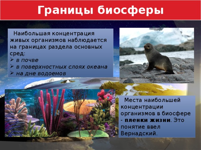 Границы биосферы  Наибольшая концентрация живых организмов наблюдается на границах раздела основных сред:  в почве  в поверхностных слоях океана  на дне водоемов  Места наибольшей концентрации организмов в биосфере - пленки жизни . Это понятие ввел Вернадский. 