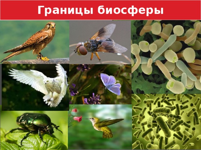 Границы биосферы 