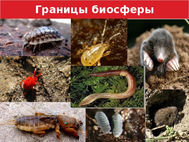 Границы биосферы 