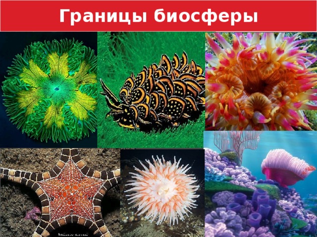 Границы биосферы 