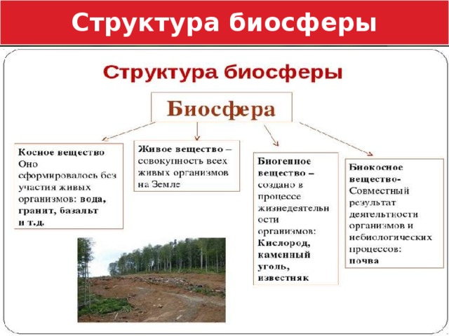 Структура биосферы 