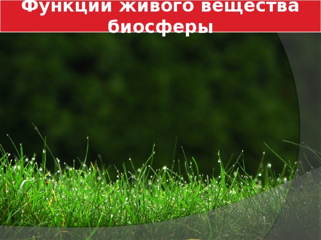 Функции живого вещества биосферы 