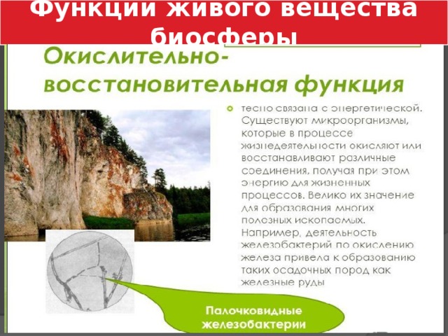 Функции живого вещества биосферы 