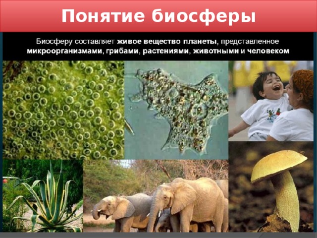 Понятие биосферы 