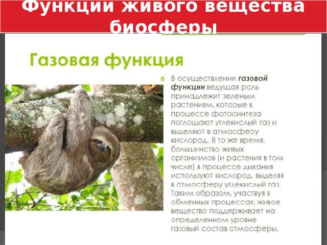 Функции живого вещества биосферы 