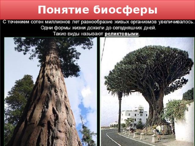 Понятие биосферы 