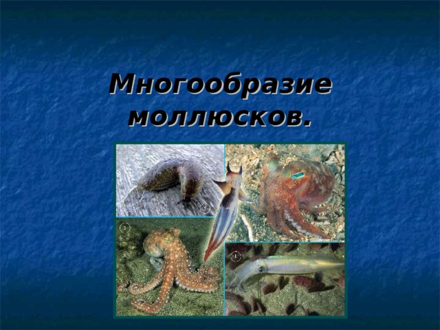 Многообразие моллюсков. 