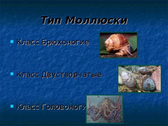 Тип Моллюски Класс Брюхоногие   Класс Двустворчатые   Класс Головоногие 
