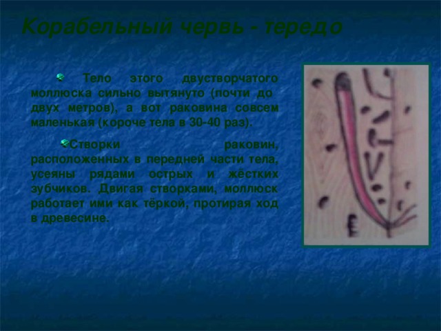 Корабельный червь - тередо  Тело этого двустворчатого моллюска сильно вытянуто (почти до двух метров), а вот раковина совсем маленькая (короче тела в 30-40 раз).  Створки раковин, расположенных в передней части тела, усеяны рядами острых и жёстких зубчиков. Двигая створками, моллюск работает ими как тёркой, протирая ход в древесине.  