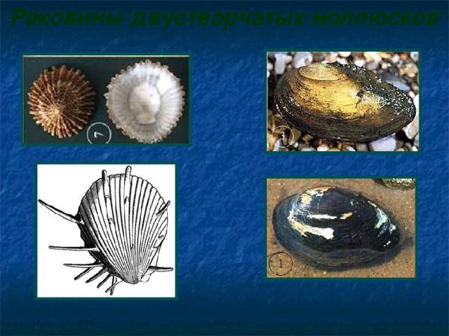 Раковины двустворчатых моллюсков  
