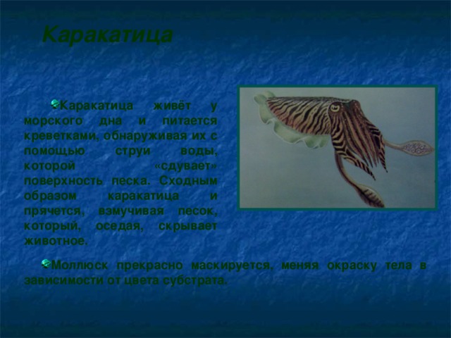 Каракатица Каракатица живёт у морского дна и питается креветками, обнаруживая их с помощью струи воды, которой «сдувает» поверхность песка. Сходным образом каракатица и прячется, взмучивая песок, который, оседая, скрывает животное. Моллюск прекрасно маскируется, меняя окраску тела в зависимости от цвета субстрата.  