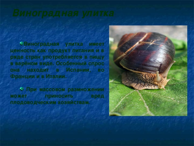 Виноградная улитка Виноградная улитка имеет ценность как продукт питания и в ряде стран употребляется в пищу в варёном виде. Особенный спрос она находит в Испании, во Франции и в Италии.   При массовом размножении может приносить вред плодоводческим хозяйствам.  