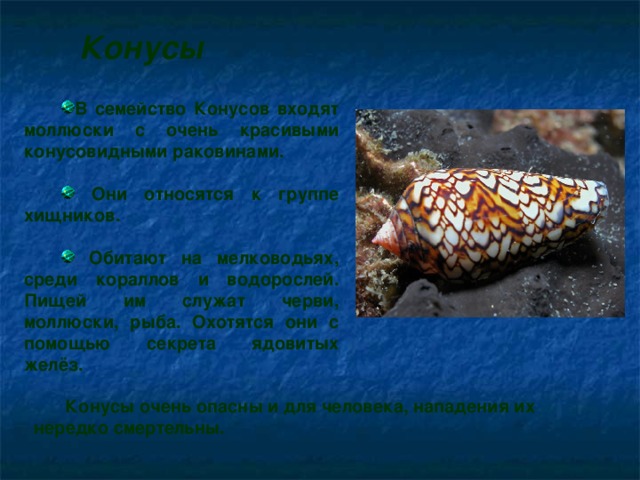 Конусы В семейство Конусов входят моллюски с очень красивыми конусовидными раковинами.   Они относятся к группе хищников.   Обитают на мелководьях, среди кораллов и водорослей. Пищей им служат черви, моллюски, рыба. Охотятся они с помощью секрета ядовитых желёз.   Конусы очень опасны и для человека, нападения их нередко смертельны.  