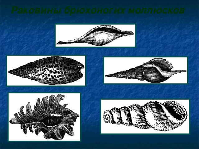Раковины брюхоногих моллюсков  