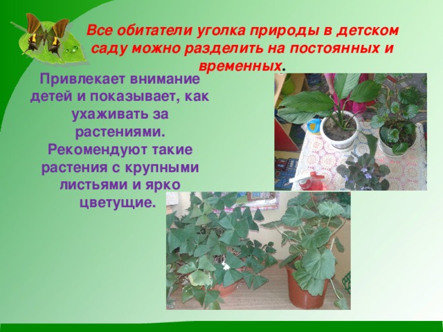 Все обитатели уголка природы в детском саду можно разделить на постоянных и временных . Привлекает внимание детей и показывает, как ухаживать за растениями. Рекомендуют такие растения с крупными листьями и ярко цветущие.  