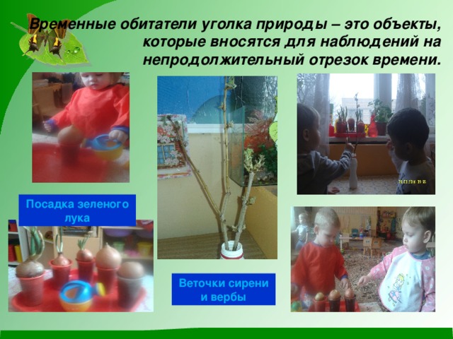 Временные обитатели уголка природы – это объекты, которые вносятся для наблюдений на непродолжительный отрезок времени. Посадка зеленого лука Веточки сирени и вербы 