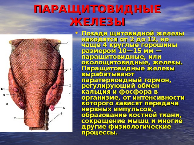 ПАРАЩИТОВИДНЫЕ ЖЕЛЕЗЫ   Позади щитовидной железы находятся от 2 до 12, но чаще 4 круглые горошины размером 10—15 мм — паращитовидные, или околощитовидные, железы. Паращитовидные железы вырабатывают паратериоидный гормон, регулирующий обмен кальция и фосфора в организме, от интенсивности которого зависят передача нервных импульсов, образование костной ткани, сокращение мышц и многие другие физиологические процессы. 