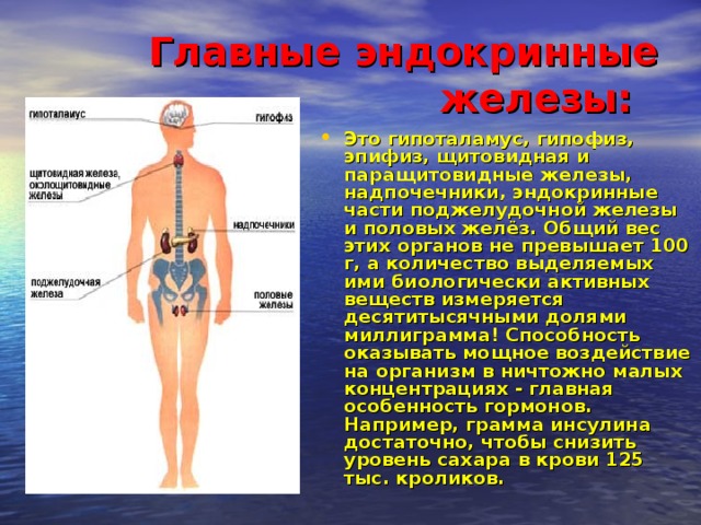 Главные эндокринные железы:  Это гипоталамус, гипофиз, эпифиз, щитовидная и паращитовидные железы, надпочечники, эндокринные части поджелудочной железы и половых желёз. Общий вес этих органов не превышает 100 г, а количество выделяемых ими биологически активных веществ измеряется десятитысячными долями миллиграмма! Способность оказывать мощное воздействие на организм в ничтожно малых концентрациях - главная особенность гормонов. Например, грамма инсулина достаточно, чтобы снизить уровень сахара в крови 125 тыс. кроликов. 