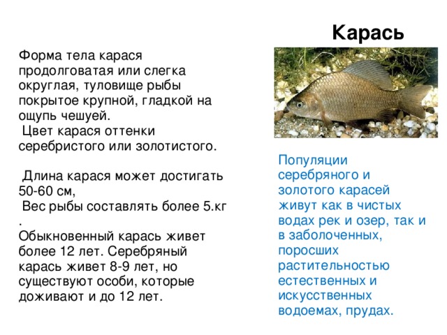 Карась Форма тела карася продолговатая или слегка округлая, туловище рыбы покрытое крупной, гладкой на ощупь чешуей.  Цвет карася оттенки серебристого или золотистого.  Длина карася может достигать 50-60 см,  Вес рыбы составлять более 5.кг . Обыкновенный карась живет более 12 лет. Серебряный карась живет 8-9 лет, но существуют особи, которые доживают и до 12 лет. Популяции серебряного и золотого карасей живут как в чистых водах рек и озер, так и в заболоченных, поросших растительностью естественных и искусственных водоемах, прудах.  