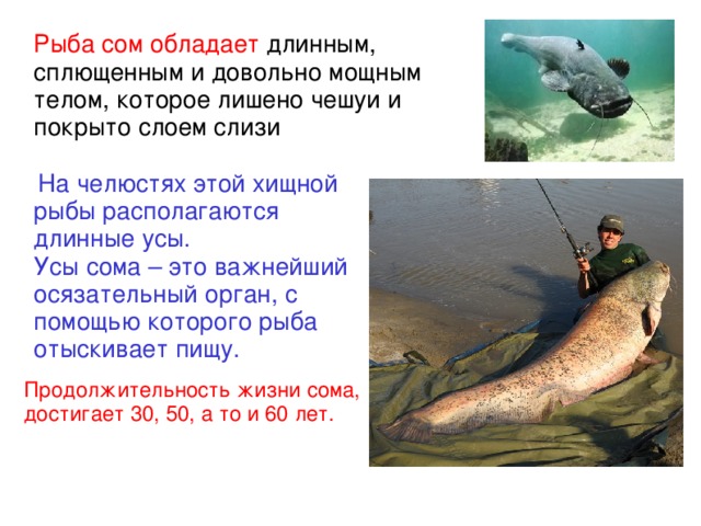 Рыба сом обладает длинным, сплющенным и довольно мощным телом, которое лишено чешуи и покрыто слоем слизи   На челюстях этой хищной рыбы располагаются длинные усы. Усы сома – это важнейший осязательный орган, с помощью которого рыба отыскивает пищу. Продолжительность жизни сома, достигает 30, 50, а то и 60 лет.  