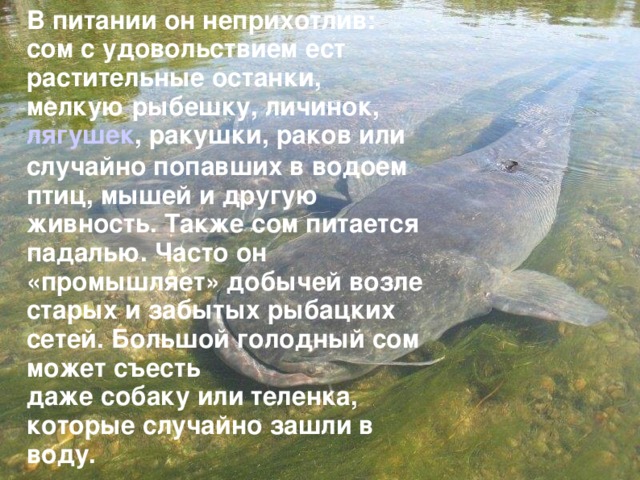 В питании он неприхотлив: сом с удовольствием ест растительные останки, мелкую рыбешку, личинок,  лягушек , ракушки, раков или случайно попавших в водоем птиц, мышей и другую живность. Также сом питается падалью. Часто он «промышляет» добычей возле старых и забытых рыбацких сетей. Большой голодный сом может съесть даже собаку или теленка, которые случайно зашли в воду.   