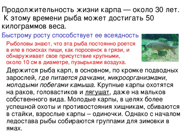 Продолжительность жизни карпа — около 30 лет.  К этому времени рыба может достигать 50 килограммов веса. Быстрому росту способствует ее всеядность   Рыболовы знают, что эта рыба постоянно роется в иле в поисках пищи, как поросенок в грязи, и обнаруживает свое присутствие крупными, около 10 см в диаметре, пузырьками воздуха. Держится рыба карп, в основном, по кромке подводных зарослей, где питается рачками, микроорганизмами, молодыми побегами камыша. Крупные карпы охотятся на раков, головастиков и  лягушат , даже на мальков собственного вида. Молодые карпы, в целях более успешной охоты и противостояния хищникам, сбиваются в стайки, взрослые карпы – одиночки. Однако с началом ледостава рыбы собираются группами для зимовки в ямах. 