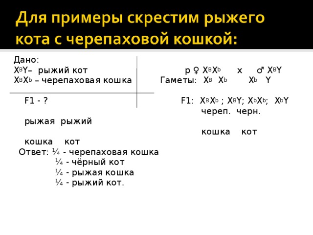 Дано: X B Y– рыжий кот p ♀ X B X b x ♂ X B Y X B X b – черепаховая кошка  Гаметы: X B X b X b Y  F1 - ? F1: X B X b ; X B Y; X b X b ; X b Y  череп.  черн. рыжая рыжий  кошка кот кошка кот  Ответ: ¼ - черепаховая кошка  ¼ - чёрный кот  ¼ - рыжая кошка  ¼ - рыжий кот. 
