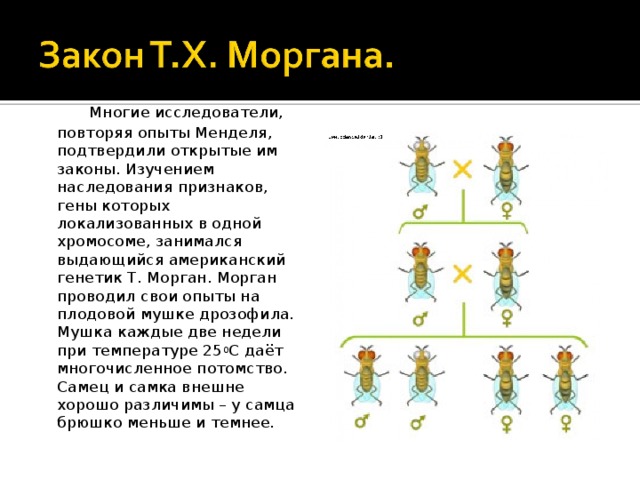  Многие исследователи, повторяя опыты Менделя, подтвердили открытые им законы. Изучением наследования признаков, гены которых локализованных в одной хромосоме, занимался выдающийся американский генетик Т. Морган. Морган проводил свои опыты на плодовой мушке дрозофила. Мушка каждые две недели при температуре 25 0 С даёт многочисленное потомство. Самец и самка внешне хорошо различимы – у самца брюшко меньше и темнее. 