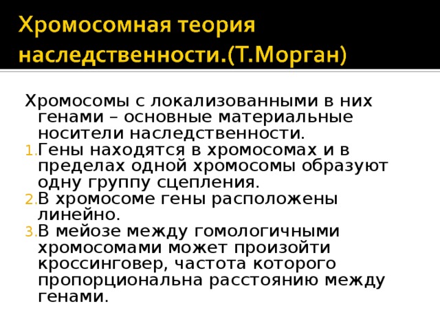 Хромосомы с локализованными в них генами – основные материальные носители наследственности. Гены находятся в хромосомах и в пределах одной хромосомы образуют одну группу сцепления. В хромосоме гены расположены линейно. В мейозе между гомологичными хромосомами может произойти кроссинговер, частота которого пропорциональна расстоянию между генами. 